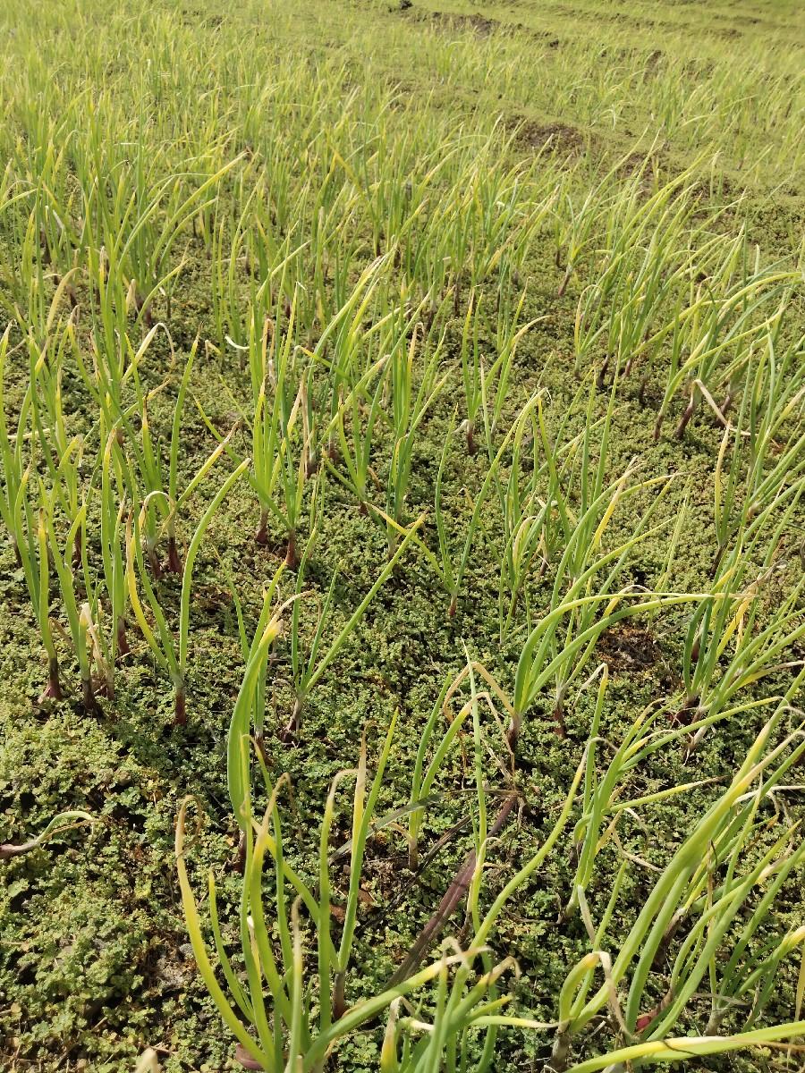 ડુંગળી નો રોપ વેચવાનો છે