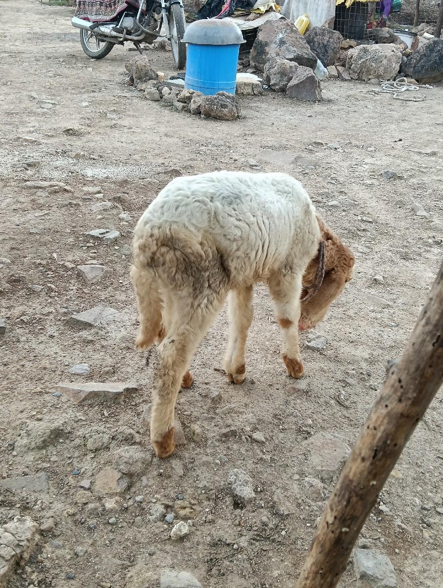 થંબનેલ 2