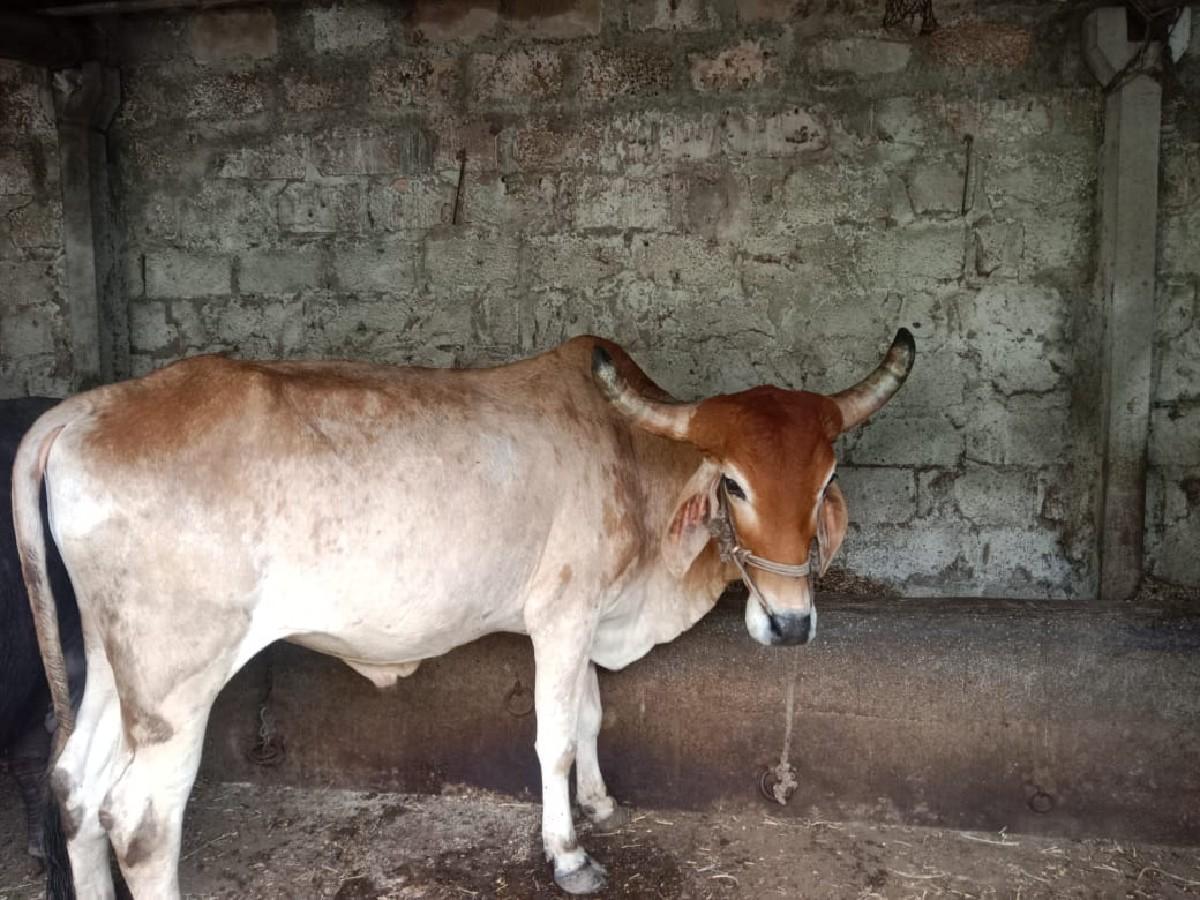 थंबनेल 3