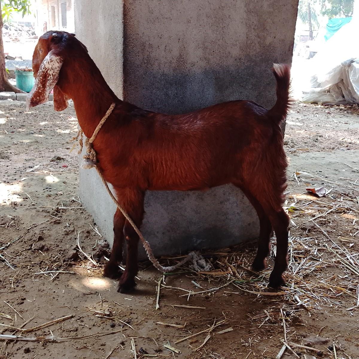 थंबनेल 3