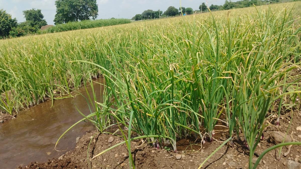 પંચગંગા લિલો રોપ ડુંગળી