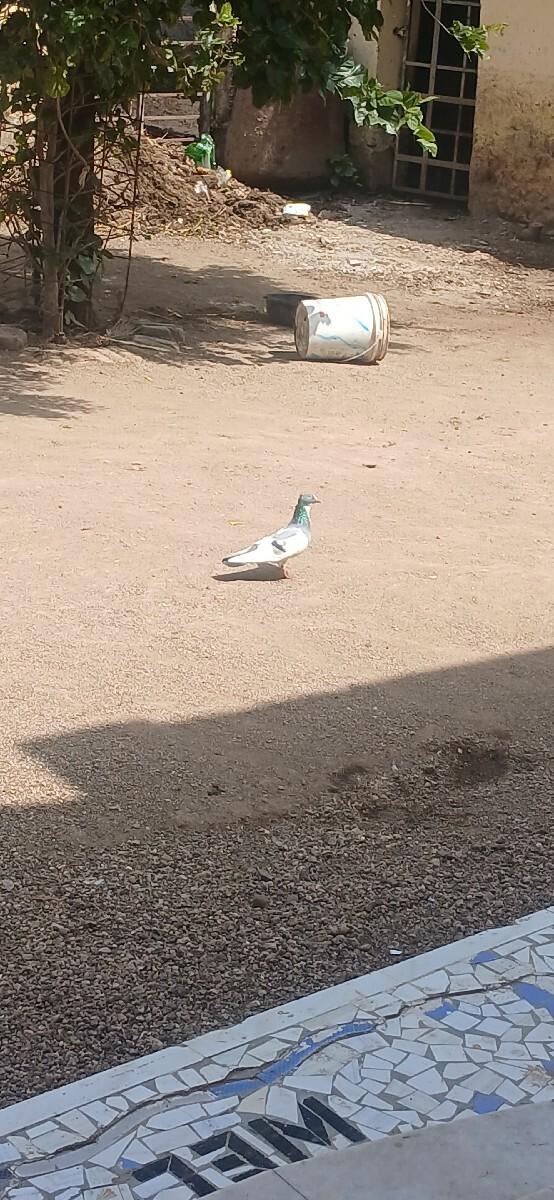 kabutar nu Hanuman karvanu se