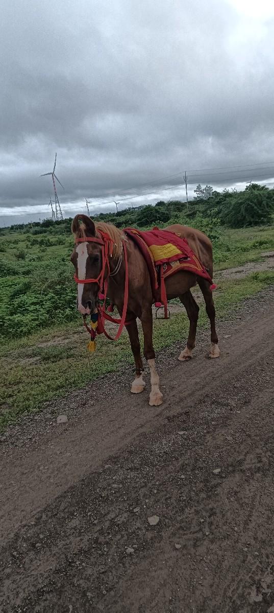 પ્રવિણ ભાઇ