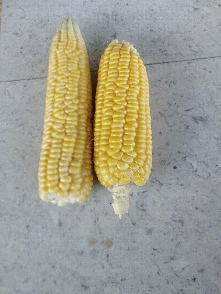 અમેરિકન મકાઈ