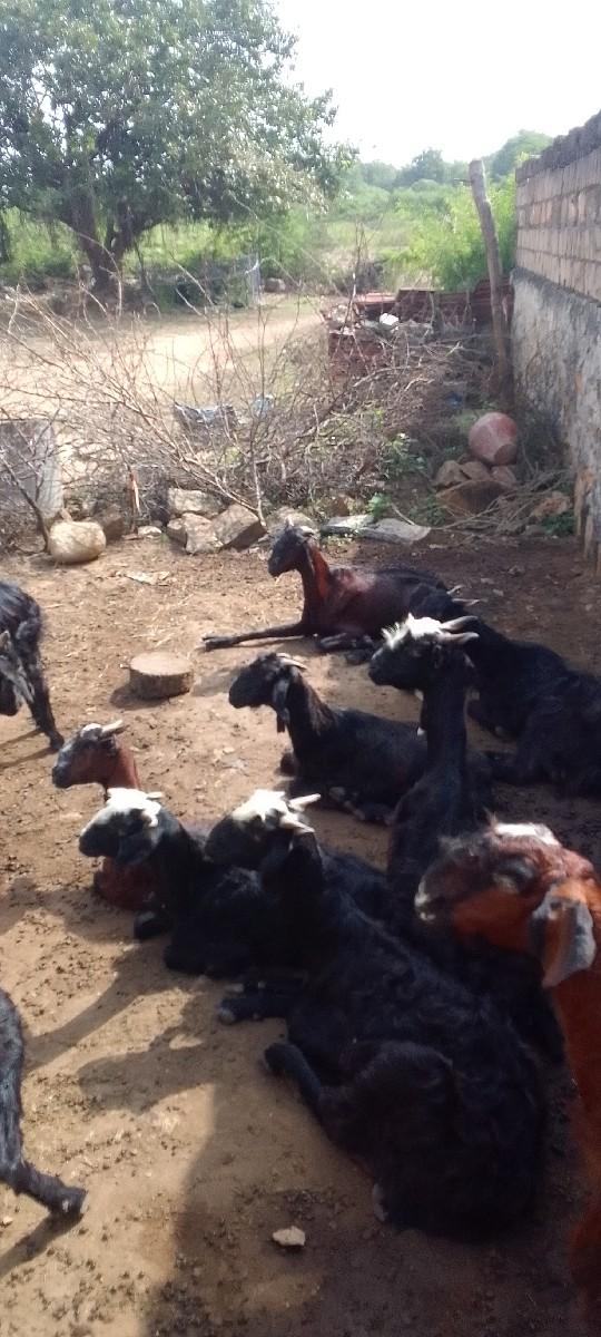 થંબનેલ 2