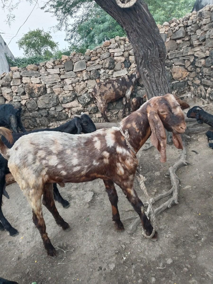 3 બોકળા વેચવાના છે