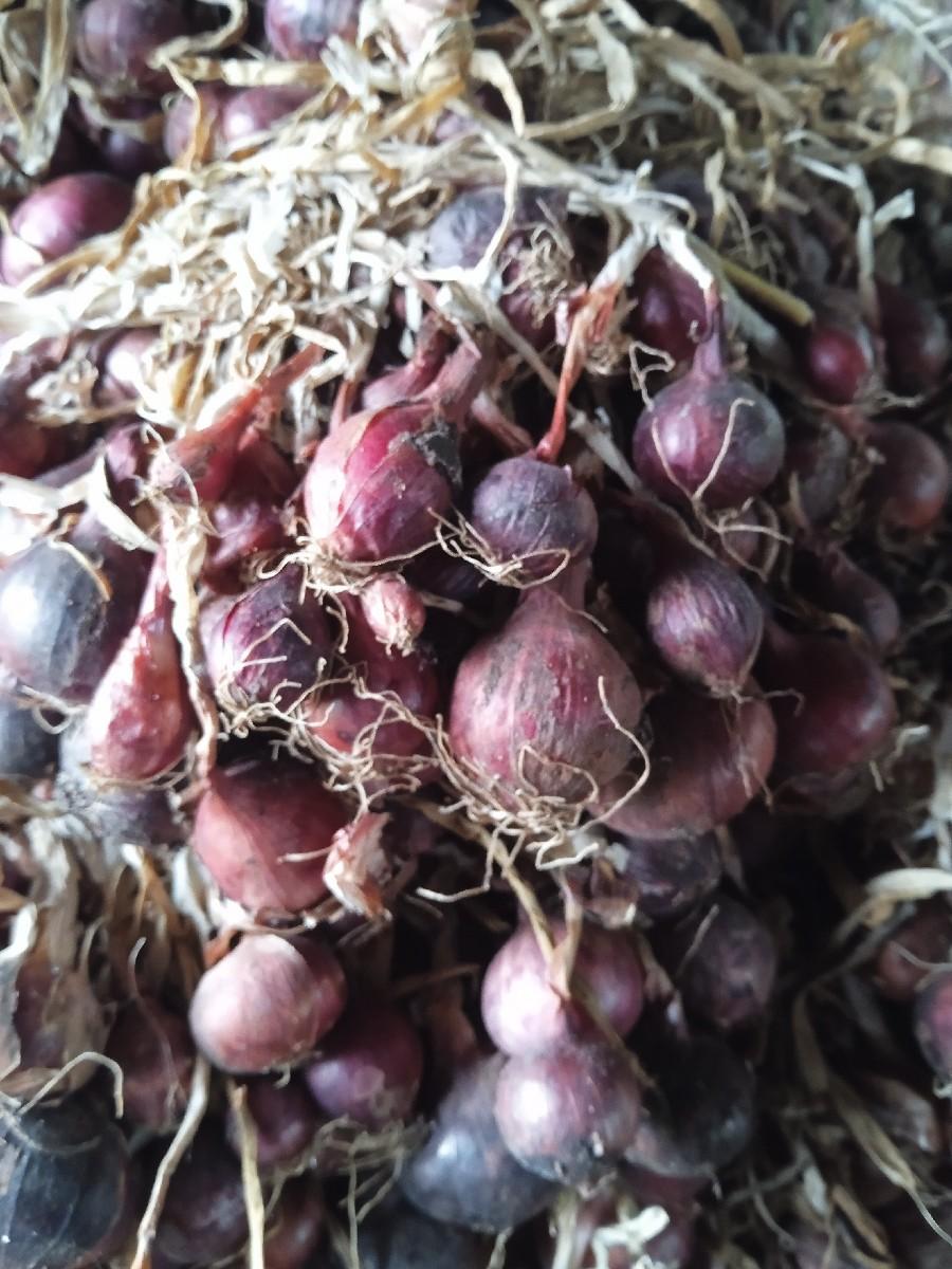 લાલ ડુંગળી ની કળી વેચાવ છે.