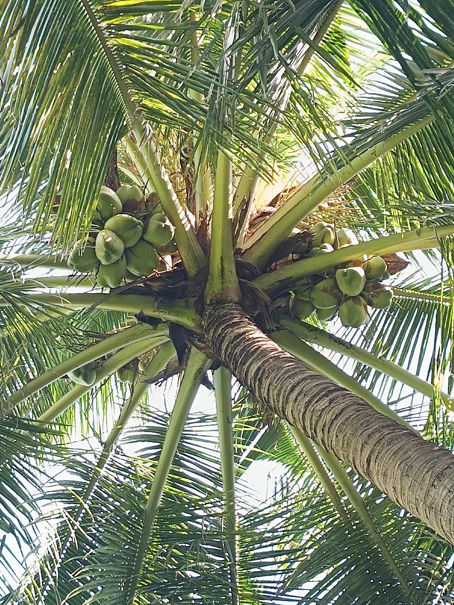 400 થી 600 ટ્રોપા વેચવાના છે