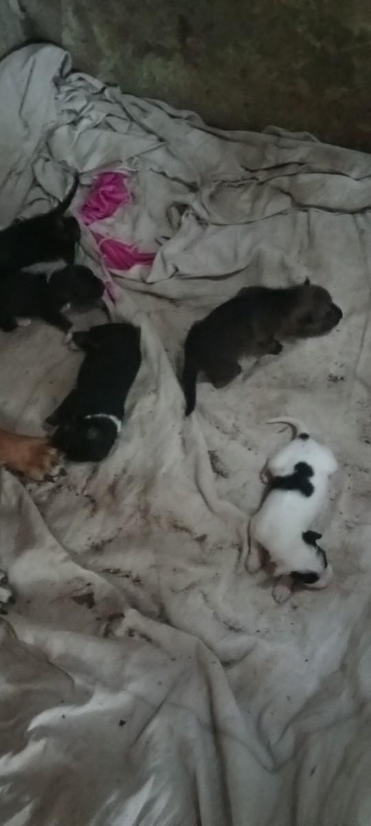 જર્મન શેફર્ડ