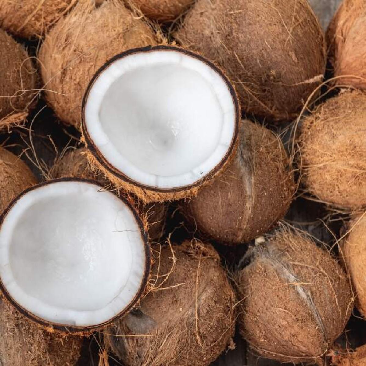 લીલા નારિયલ ના હોલસેલ વેપારી