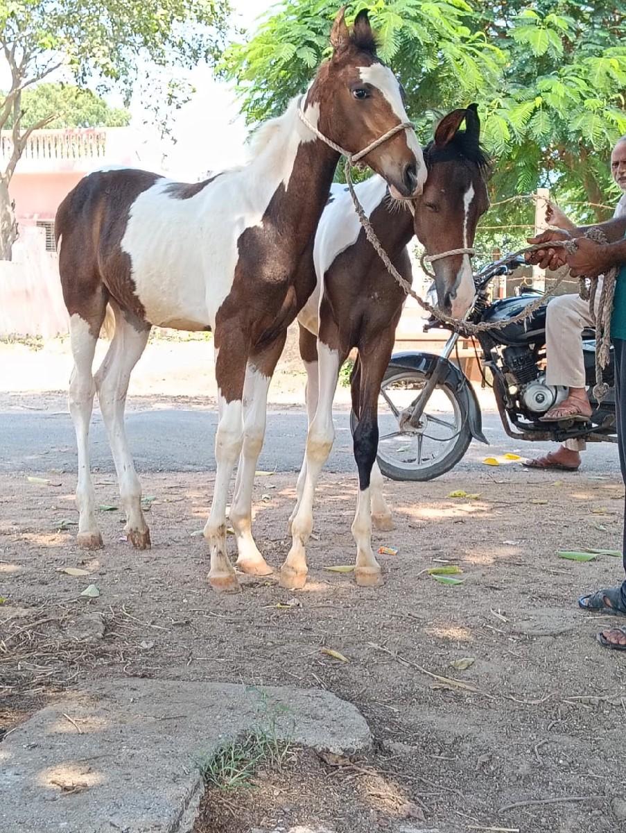 થંબનેલ 3