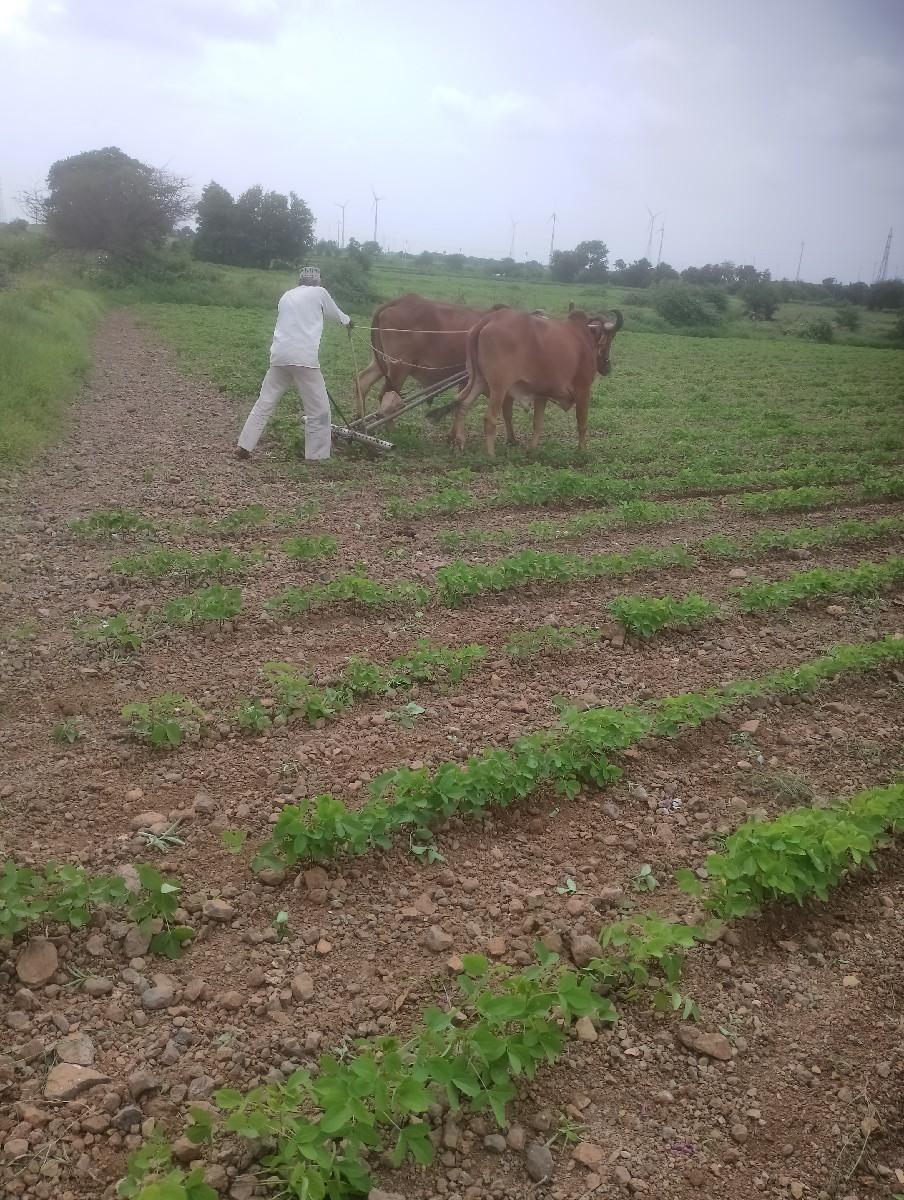 ગોરીયા દેશી બળદ વેચવાના છે