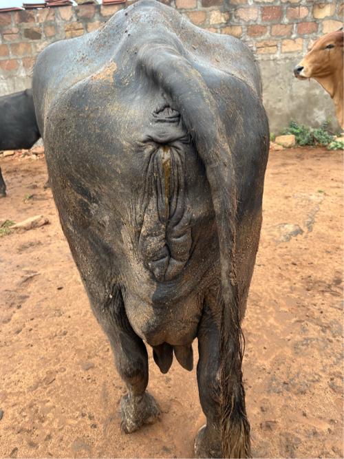 ભીલી ભેંસ વેચવાની છે