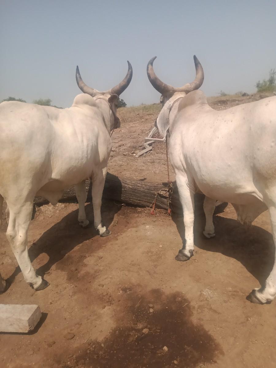 थंबनेल 2