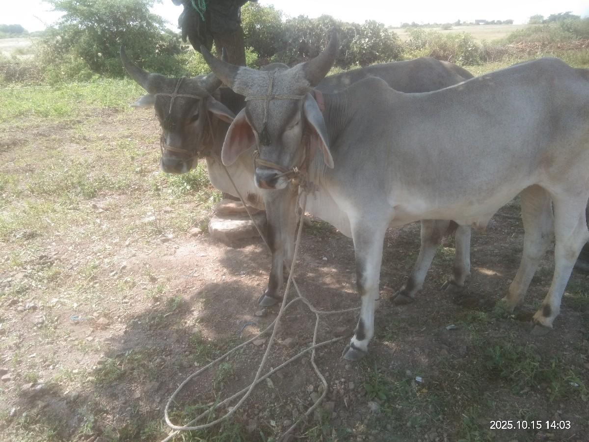 થંબનેલ 3