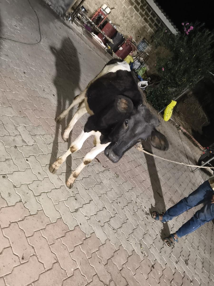 थंबनेल 2