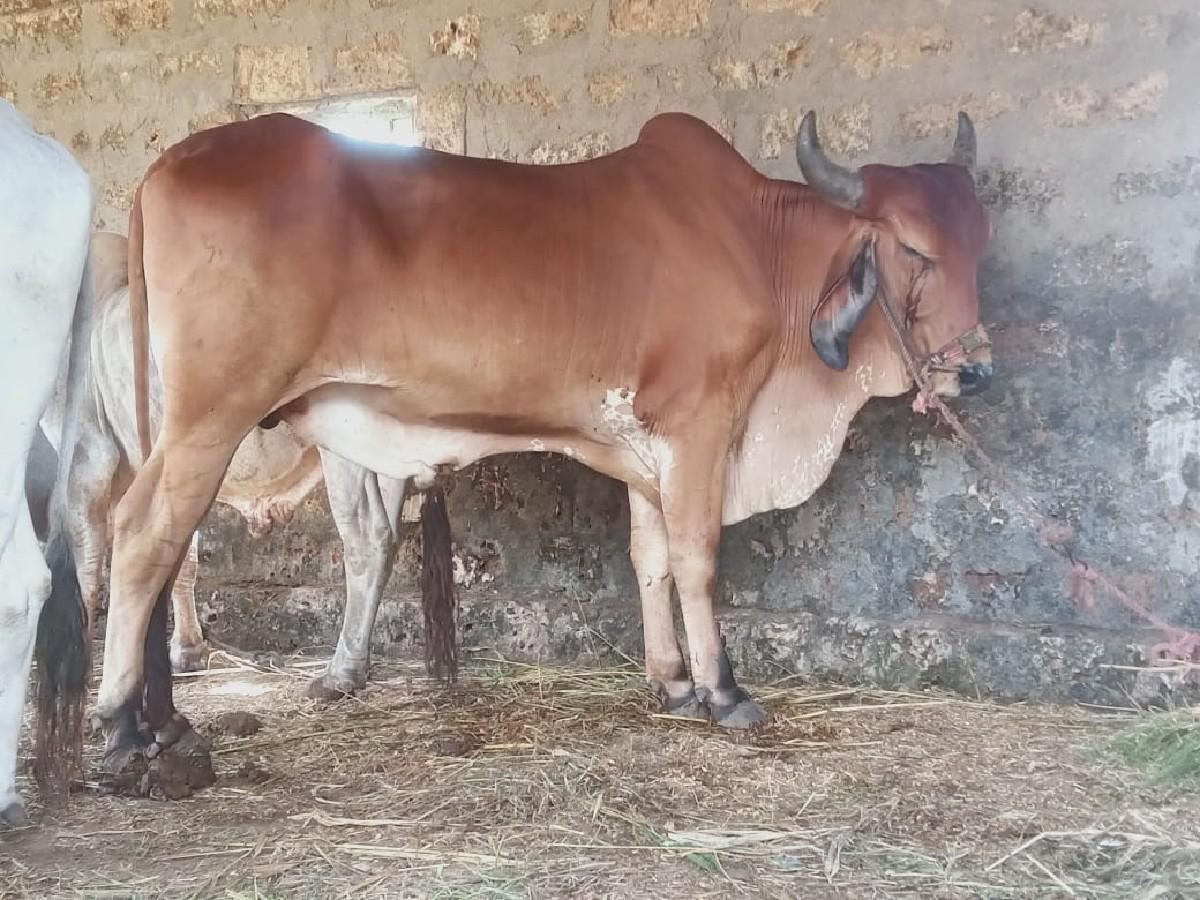 થંબનેલ 3