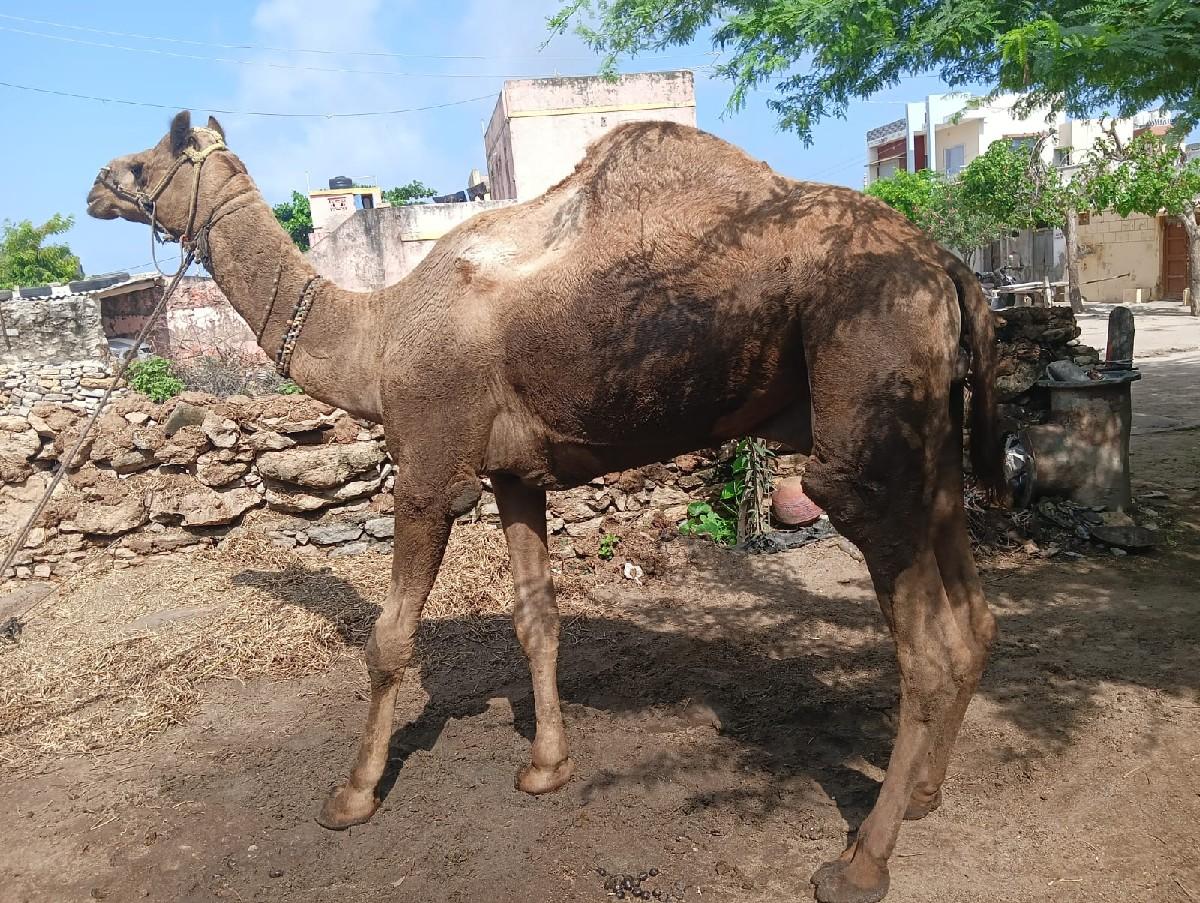 थंबनेल 3