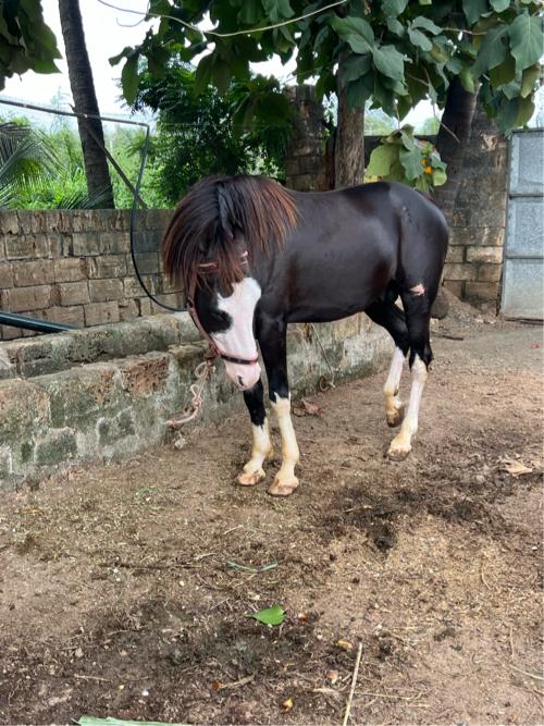 થંબનેલ 2