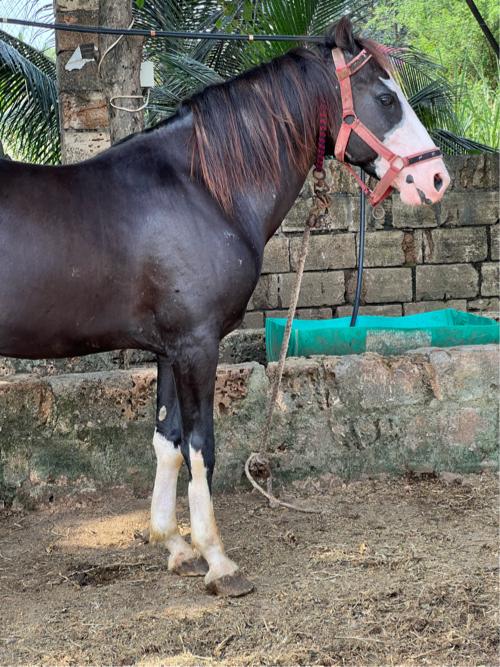 થંબનેલ 3