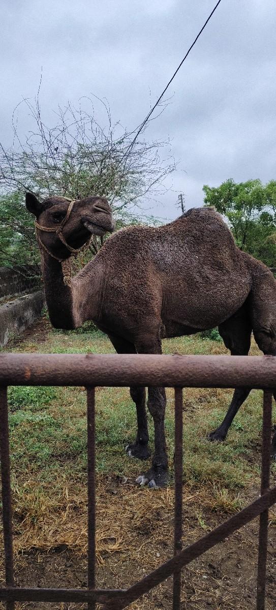 વેચવાનુ છે