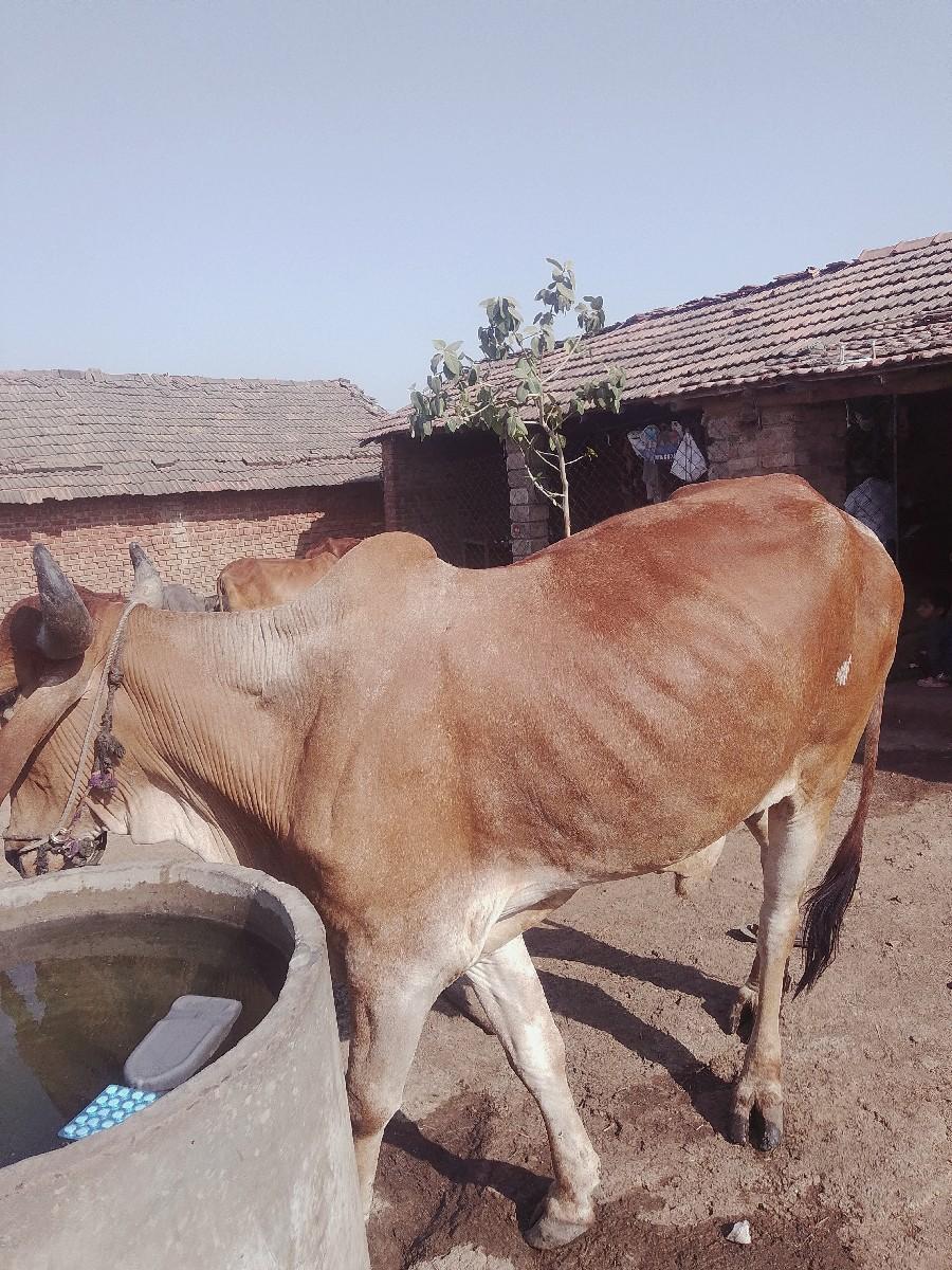 થંબનેલ 2