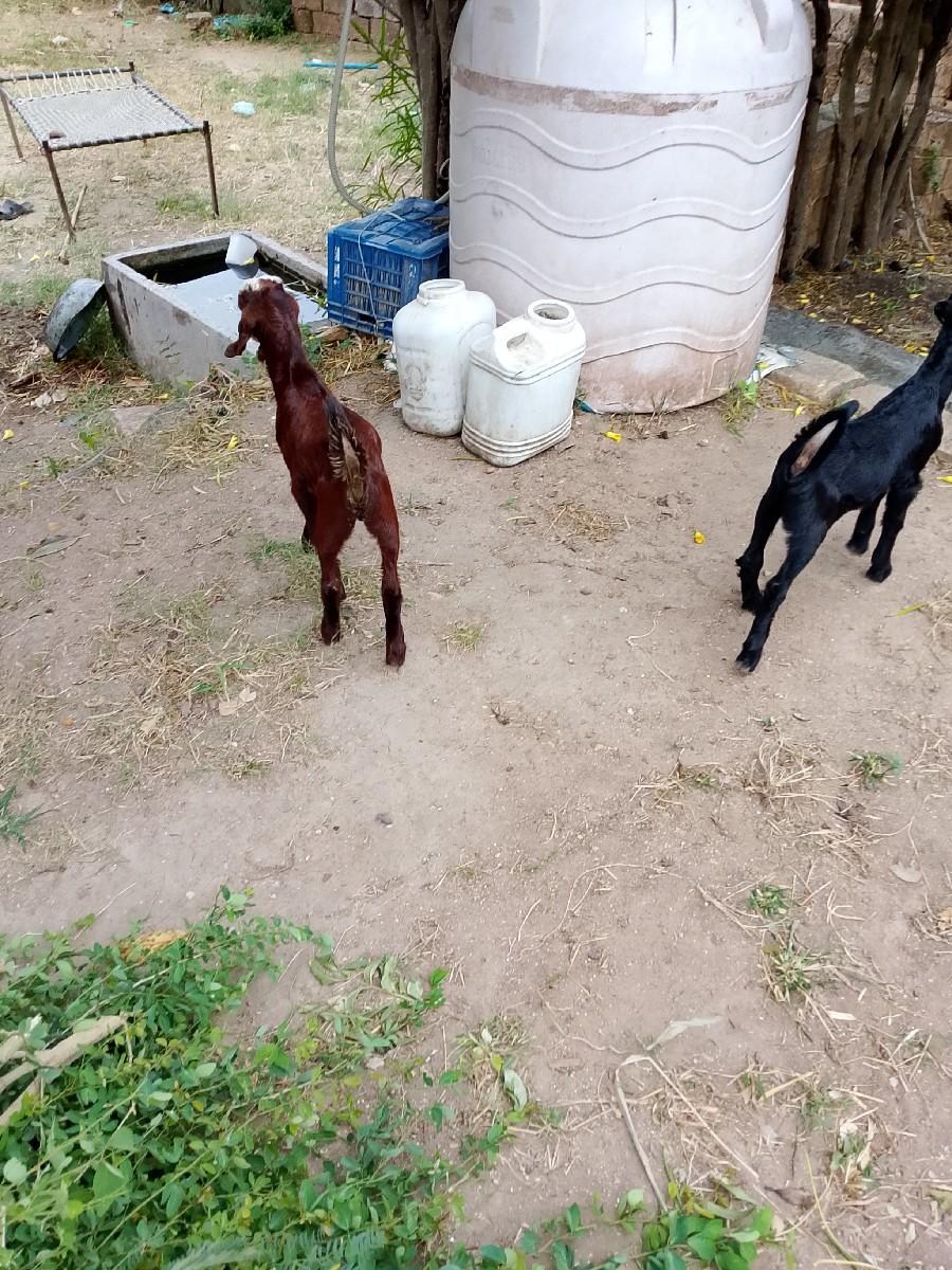 થંબનેલ 2