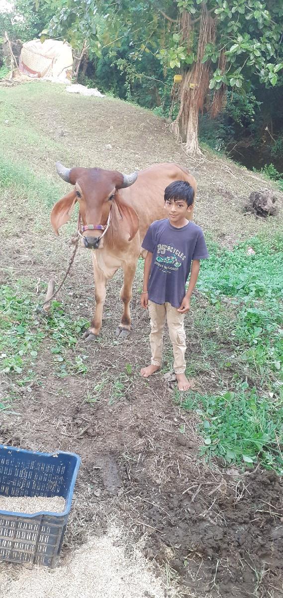 બળદ બે વરસથી સાલુ કરેલ છે