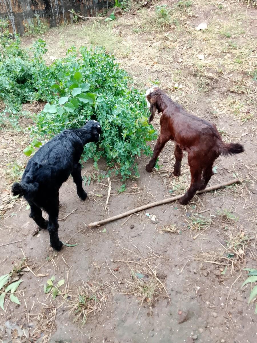 બોકડા 13500