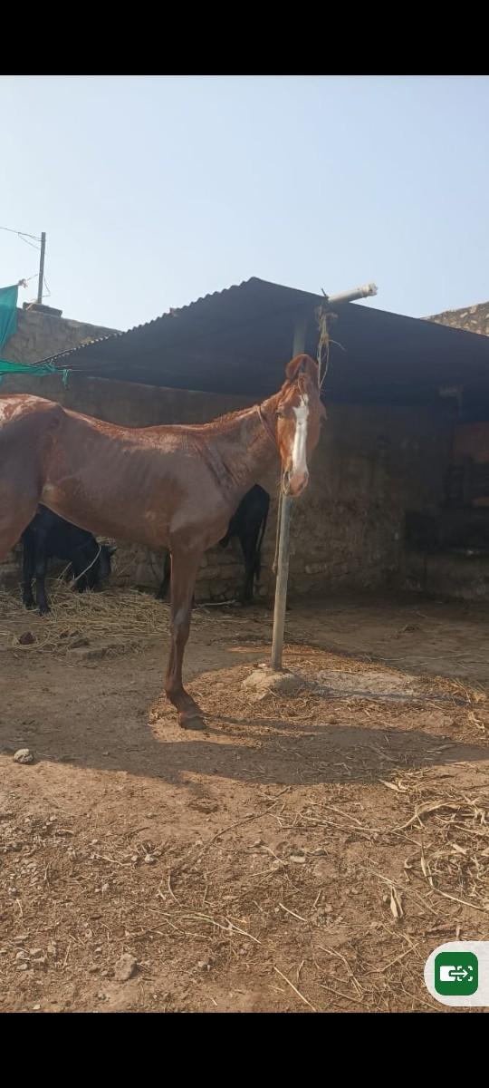 કાઠીયાવાડી વછેરો વેચવાનો