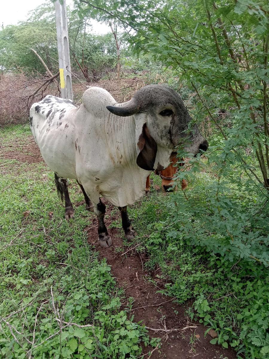 थंबनेल 2