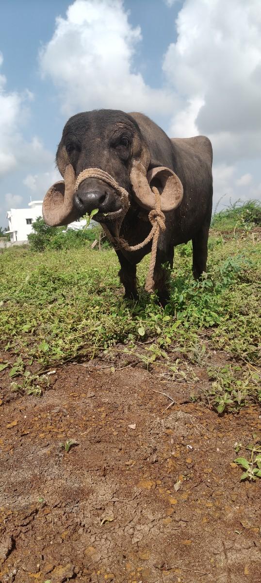 થંબનેલ 2