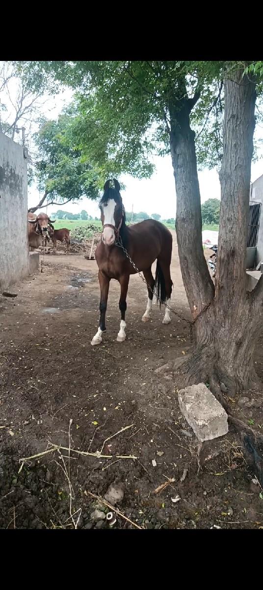 થંબનેલ 3