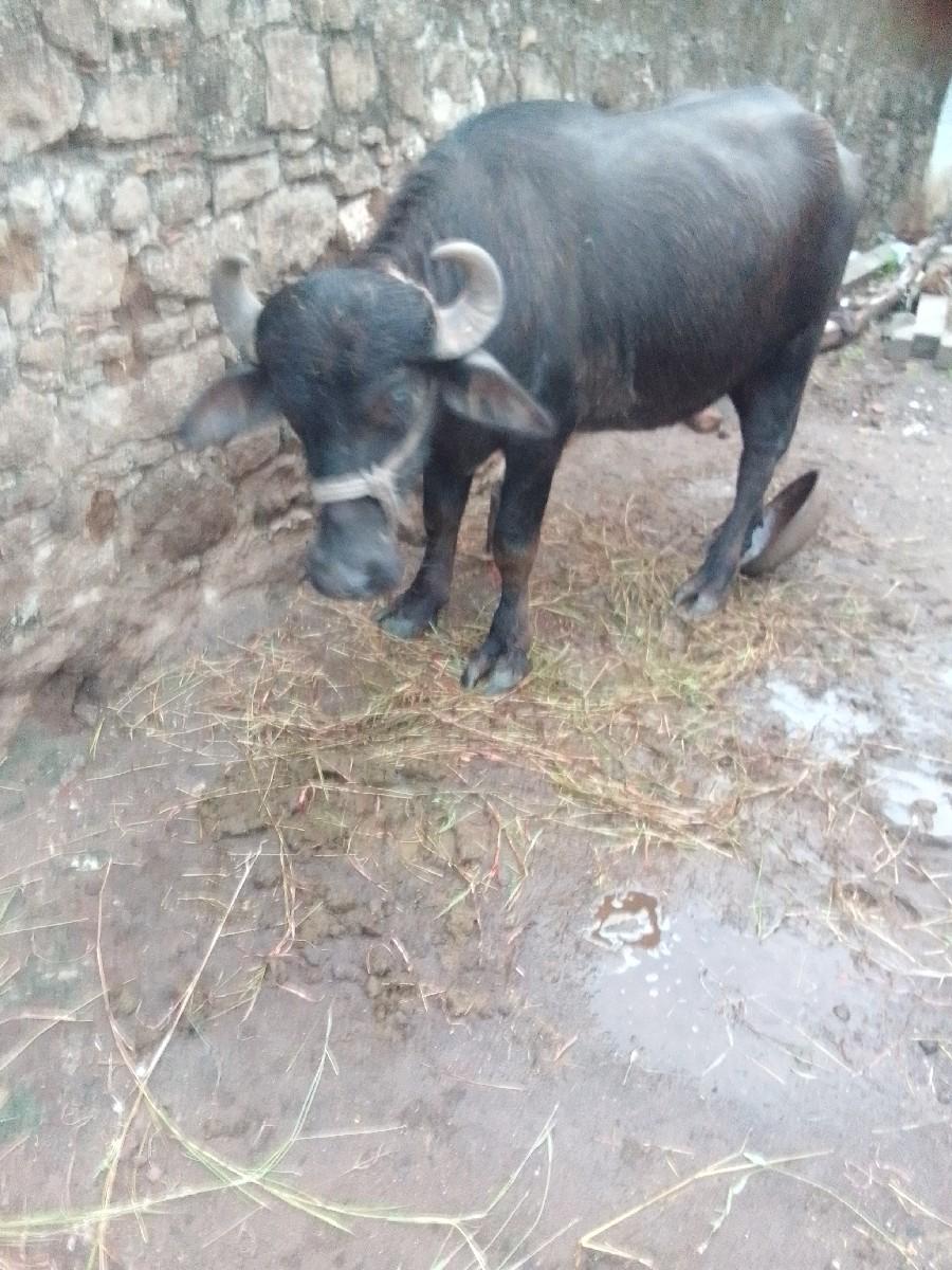 પાડી વેચવાનિ છે.