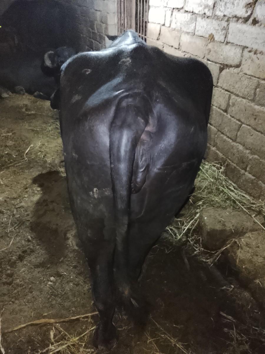 ખડાય ના સાટા કરવા છે ઘોડી સાથે