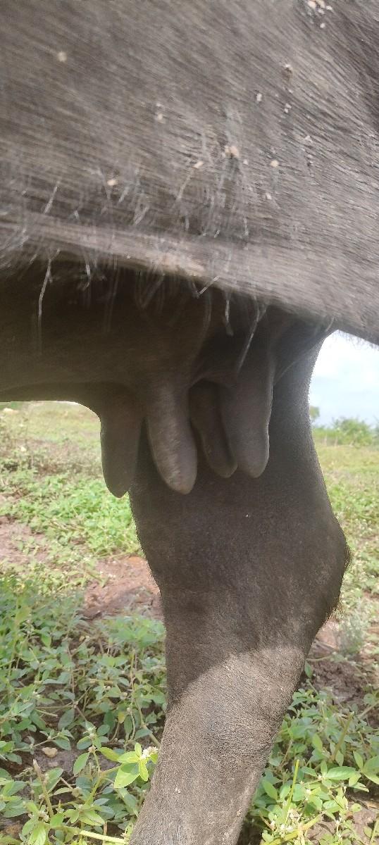 થંબનેલ 3