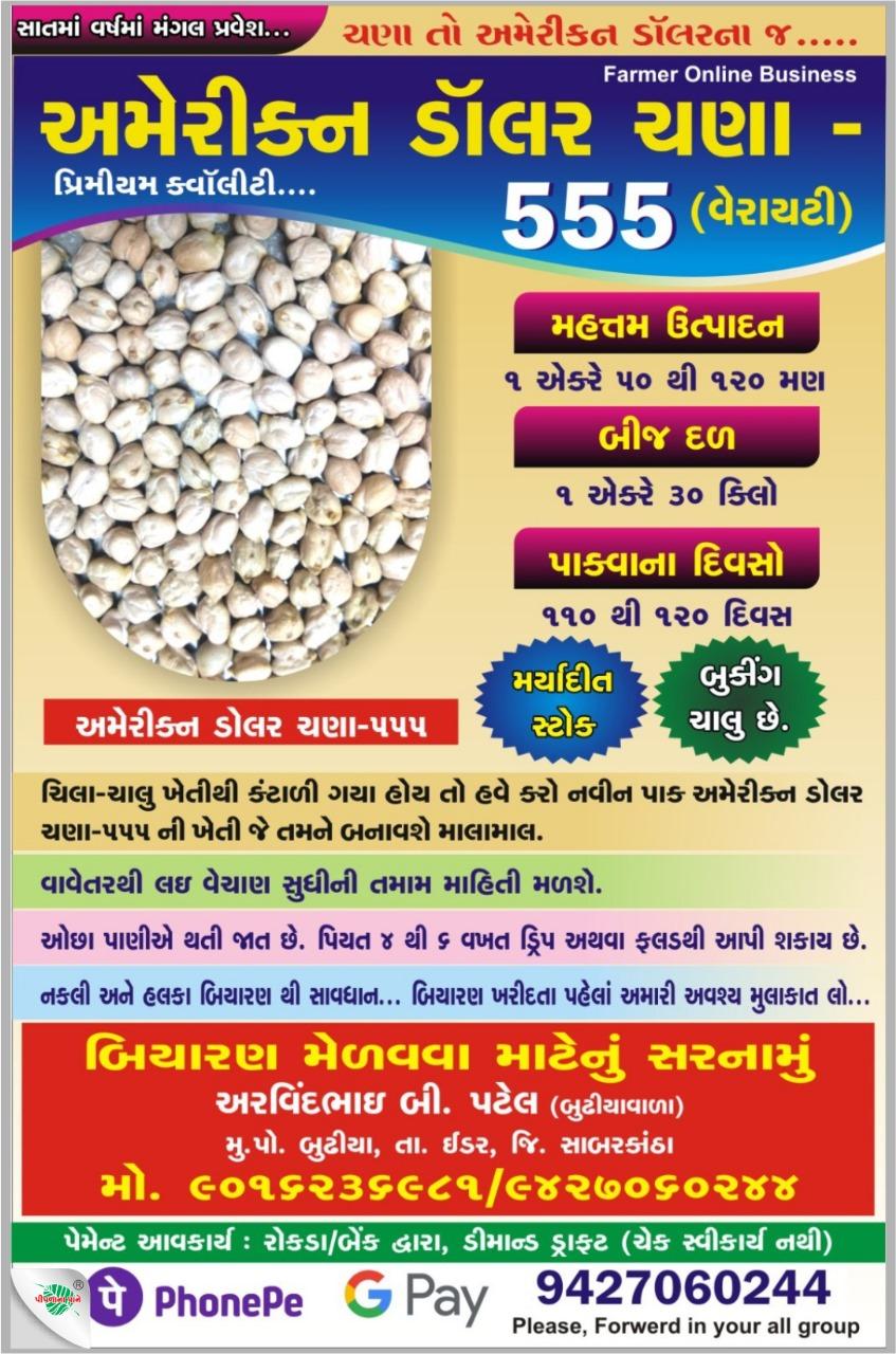 અમેરીક્ન ડૉલર ચણા પ્રિમીયમ ક્વૉલીટી - 555 (વેરાયટી)