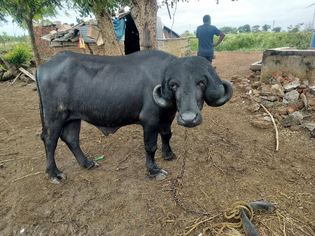 થંબનેલ 3