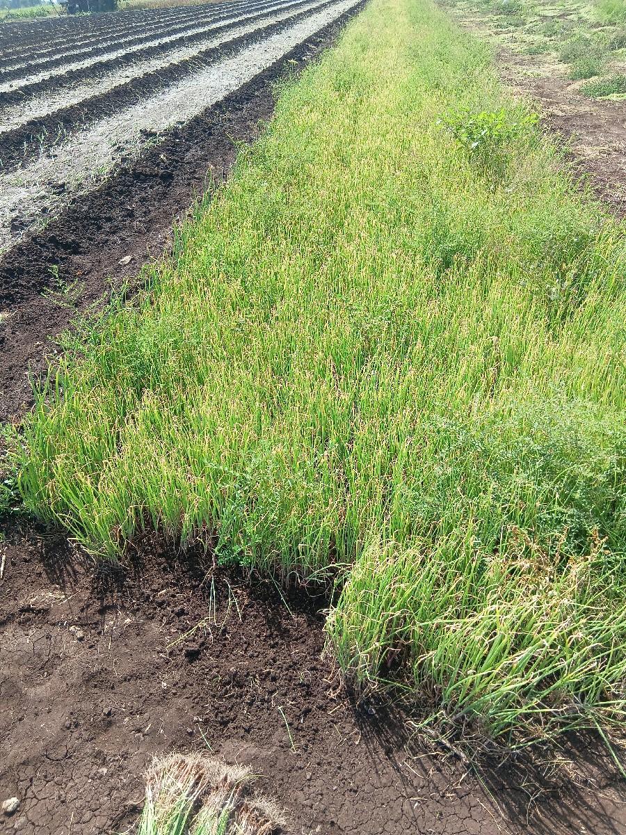 ડુંગળીનો લાલ પતિ રોપ