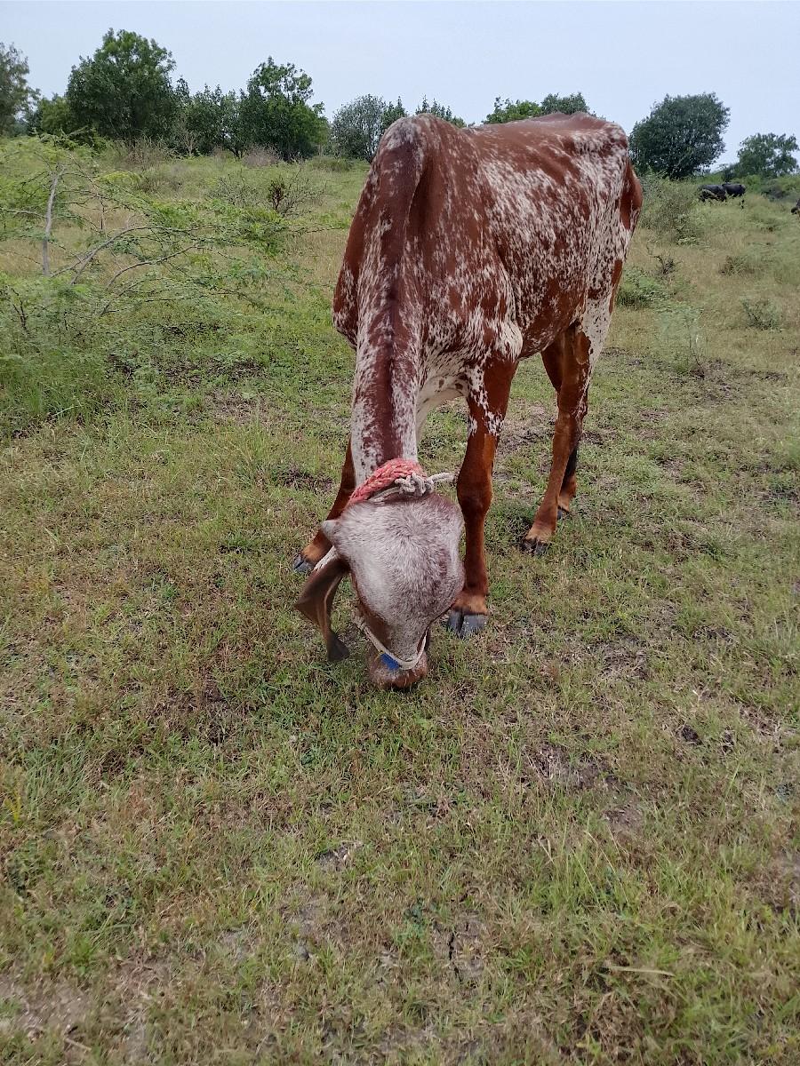 થંબનેલ 3