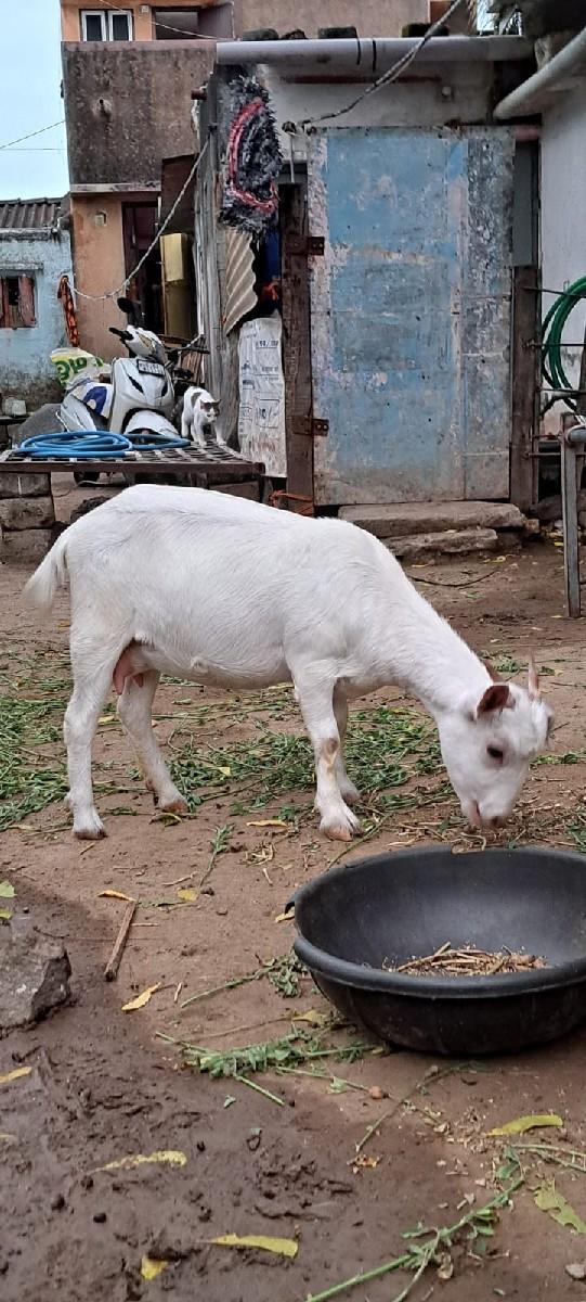 થંબનેલ 3