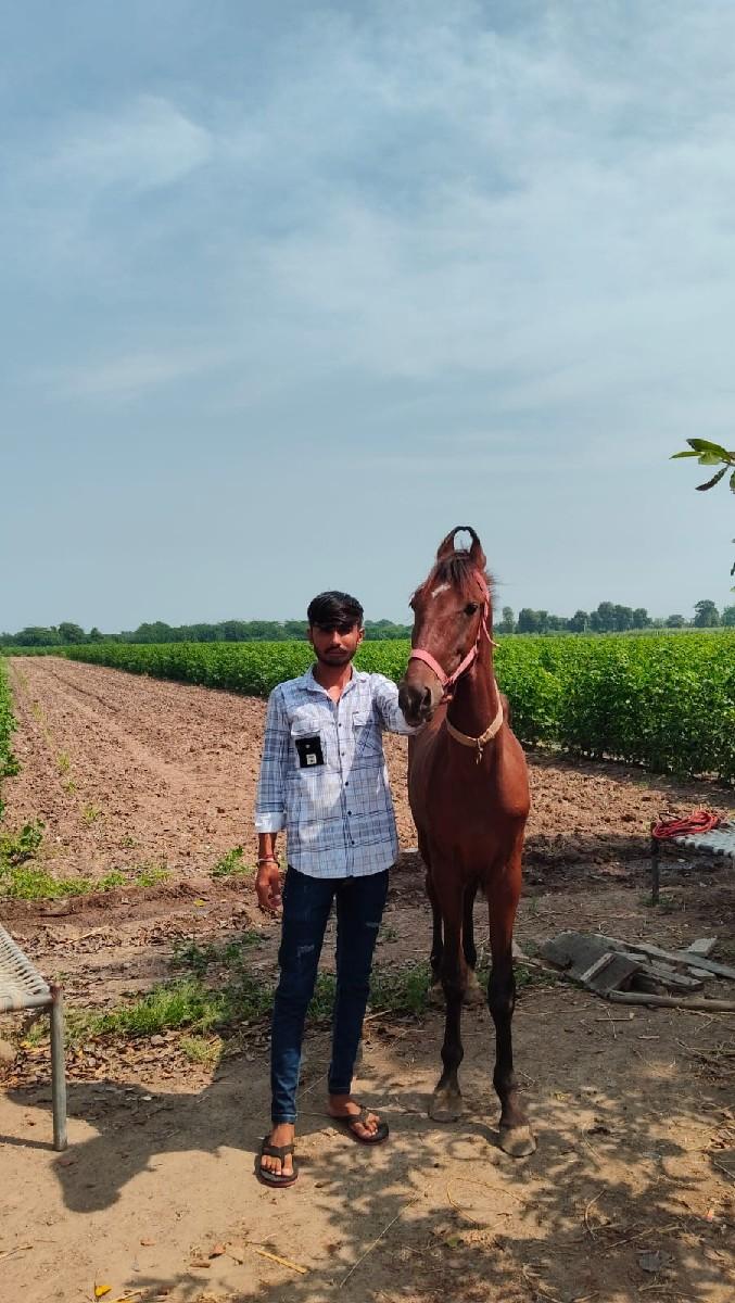 થંબનેલ 2