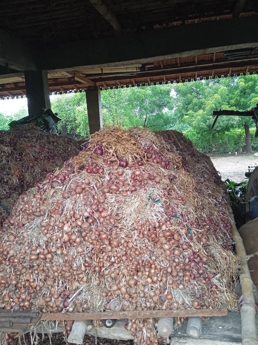 લાલ ડુંગળી ની કળી વેચાવ છે.