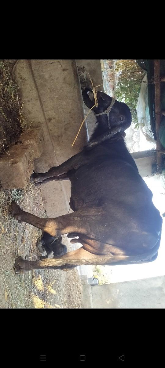 थंबनेल 2