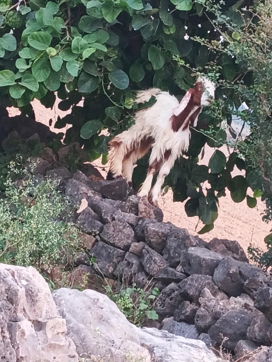 બકરો વેચવાનો છે