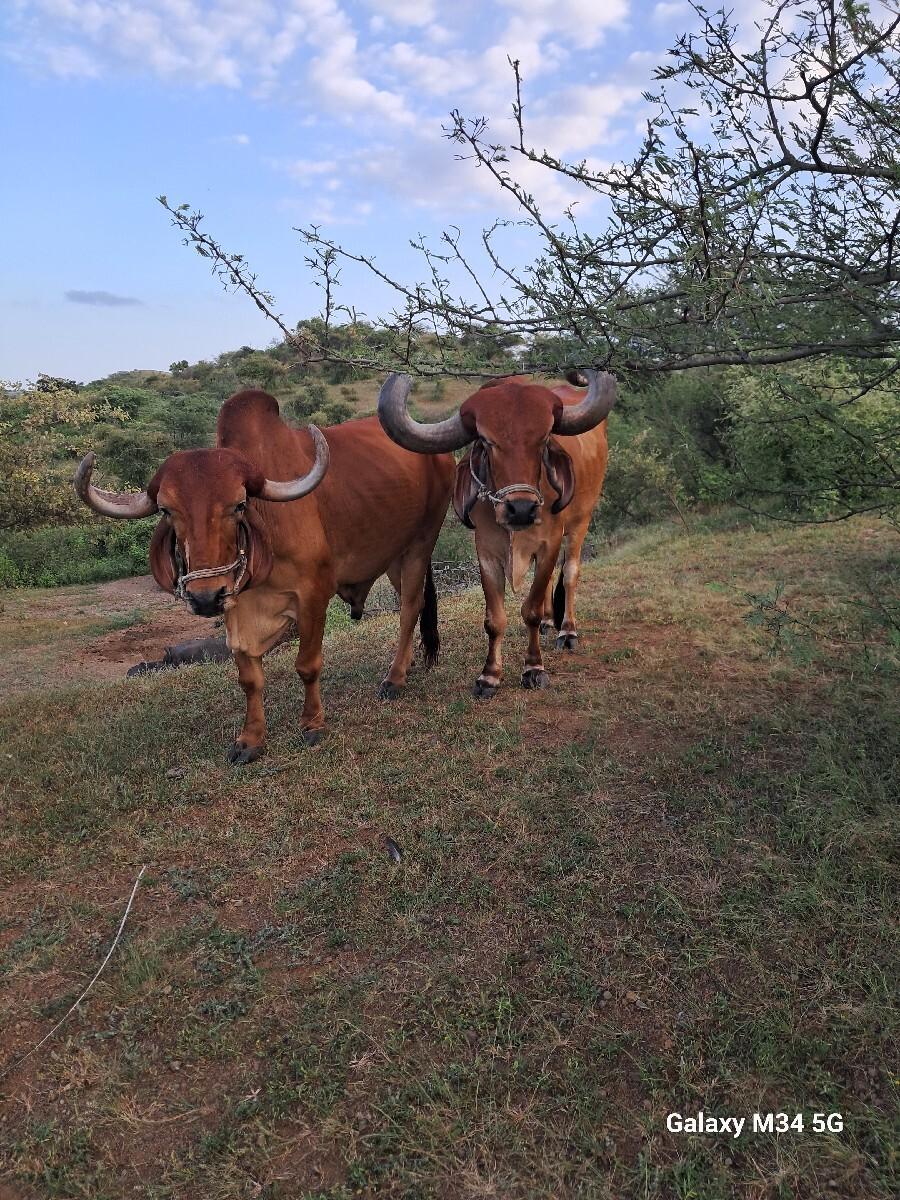 થંબનેલ 2