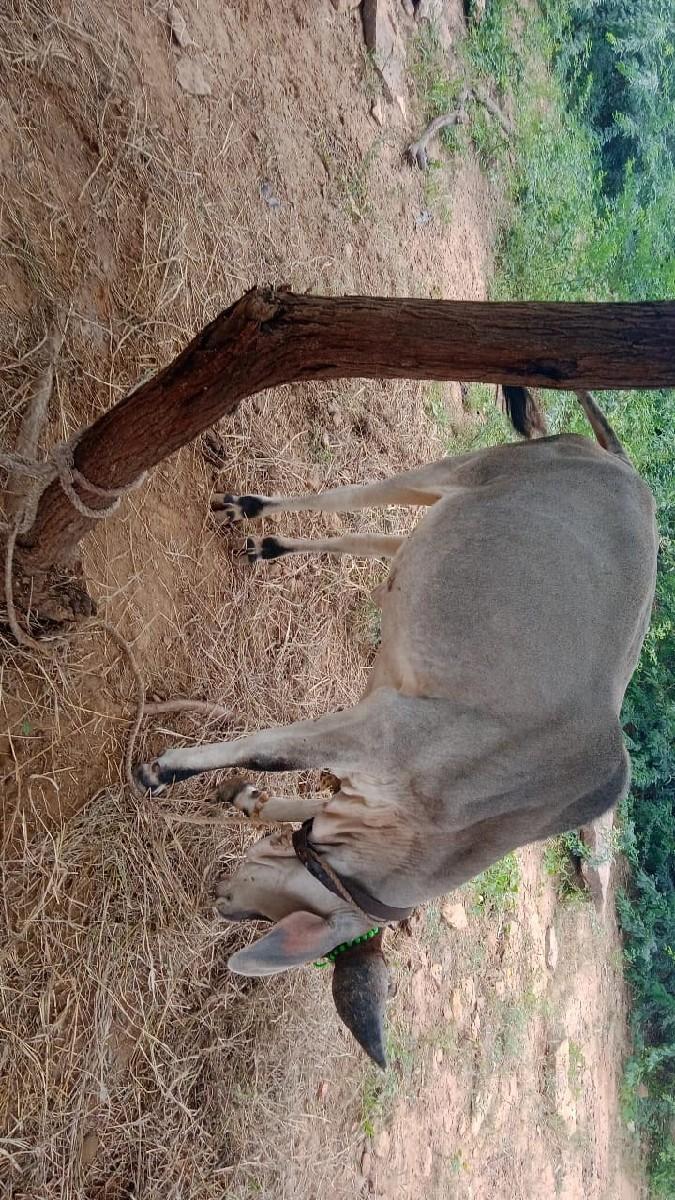 વઢિયારી વાછડી વેચવાની છે