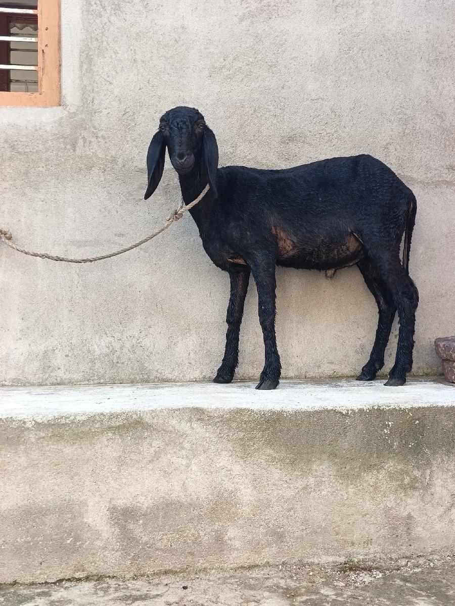 થંબનેલ 2