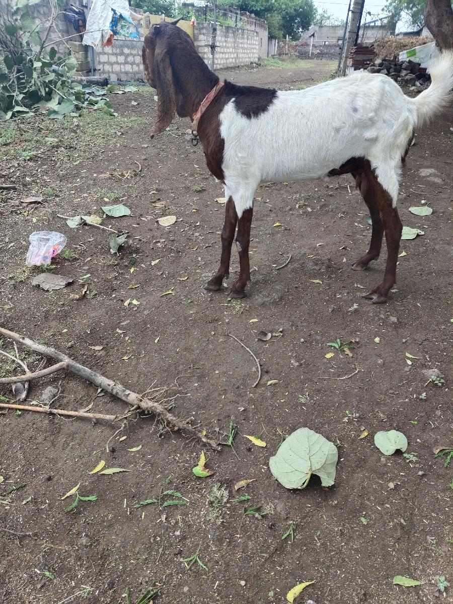 થંબનેલ 2