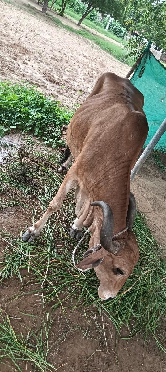 કોઇ પણ પ્રકારનું કામ ફામ .ખેતી